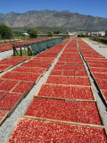 Buy Dried Tomatoes at Montagu, Little Karoo, South Africa, Africa at AllPosters.com
