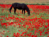 Black Horse in a Poppy Field, Chianti, Tuscany, Italy, Europe