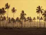 Buy Rice Fields in Countryside around Panaji, Goa, India at AllPosters.com