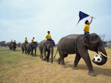 Buy Line of Elephants in a Soccer Team During November Elephant Round-Up Festival, Surin City, Thailand at AllPosters.com