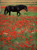 Black Horse in Field of Poppies, Chianti Region, Tuscany, Italy, Europe