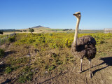 Tourist Farm, Ostrich Ranch, South Africa, Africa