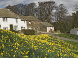 Buy Banks of Daffodils in Askham Village in Wordsworth Country, Lake District, Cumbria, England, UK at AllPosters.com