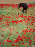 Black Horse in a Poppy Field, Chianti, Tuscany, Italy, Europe