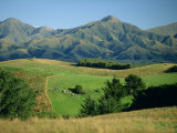 Sheep in Fields on the Downs, and Mountains Behind, Sw Canterbury Plains, South Island, New Zealand
