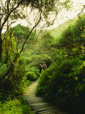 Otter Trail, Tsitsikamma, South Africa, Africa