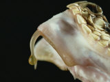 Buy Fang and Venom of Diamondback Rattlesnake at AllPosters.com