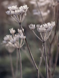 Buy Frost Covering Stalks of a Plant in Winter at AllPosters.com