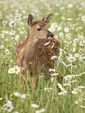 Buy Whitetail Deer Fawn Among Oxeye Daisy, in Captivity, Sandstone, Minnesota, USA at AllPosters.com