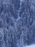 Buy Aerial View over Forest Covered in Snow, Hoch Y Brigg, Switzerland, Europe at AllPosters.com