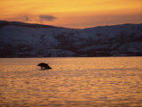Buy Breaching Killer Whale, Tysfjord, Norwegian Arctic, Norway, Scandinavia, Europe at AllPosters.com