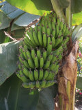 Buy Close-Up of Hands of Green Banana Fruit Growing on Banana Plant at AllPosters.com