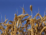 Buy Close-Up of Heads of Ripe Wheat in a Field in England, United Kingdom, Europe at AllPosters.com