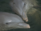 Buy Close-Up of Bottlenose Dolphins Kissing at AllPosters.com
