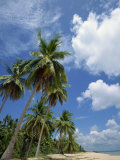 Buy Palm Trees and Deserted Beach on the South Side of Phu Quoc Island, Sw Vietnam, Southeast Asia at AllPosters.com