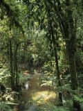Buy Dense Rainforest with Ferns and Mosses Beside a Stream, Uganda, East Africa, Africa at AllPosters.com