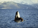 Buy Killer Whale Spy Hopping with Calf in an Arctic Fjord, Norway, Scandinavia, Europe at AllPosters.com