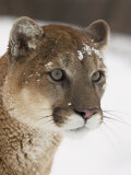 Buy Mountain Lion or Cougar in Snow, Near Bozeman, Montana, USA at AllPosters.com