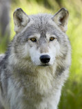 Buy Gray Wolf, in Captivity, Sandstone, Minnesota, USA at AllPosters.com