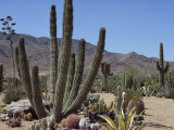 Buy Cactus Plants, Arizona, United States of America, North America at AllPosters.com