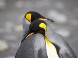 Buy King Penguin Pair Pre-Mating Behaviour, Salisbury Plain, South Georgia at AllPosters.com
