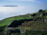 Buy Stone Walls Dividing Fields, Slea Head, County Kerry, Munster, Republic of Ireland, Europe at AllPosters.com