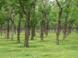 Buy Trees in a Rubber Plantation at Vung Tau, Vietnam, Indochina, Southeast Asia at AllPosters.com