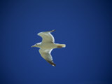 Buy Seagull in Flight, Against Blue Sky at AllPosters.com