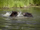 Buy Two Black Bears Playing, in Captivity, Sandstone, Minnesota, USA at AllPosters.com