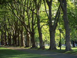 Buy Trees Lining Park Walk Way, Melbourne, Victoria, Australia, Pacific at AllPosters.com