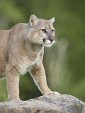 Mountain Lion or Cougar, in Captivity, Sandstone, Minnesota, USA