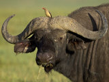 Buy Cape Buffalo with a Red-Billed Oxpecker, Ngorongoro Conservation Area, Tanzania,East Africa,Africa at AllPosters.com