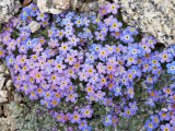 Buy Alpine Forget-Me-Not, Mount Evans, Colorado, USA at AllPosters.com