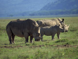 Buy Black Rhino Family, Lake Nakuru Park, Kenya, East Africa, Africa at AllPosters.com