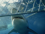 Buy Great White Shark from Shark Cage, Australia, Pacific at AllPosters.com