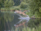 Mountain Lion or Cougar Jumping into the Water, in Captivity, Sandstone, Minnesota, USA
