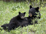 Black Bear Sow Nursing a Spring Cub, Yellowstone National Park, Wyoming, USA
