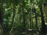 Daintree Rainforest in Cape Tribulation National Park, Queensland, Australia, Pacific
