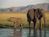 Elephant and Calf, Fothergill Island, Lake Kariba, Zimbabwe, Africa