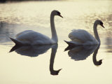 Buy Two Swans on Water at Dusk, Dorset, England, United Kingdom, Europe at AllPosters.com
