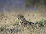 Cheetah Lying Down While Surveying an Open Plain, Masai Mara National Reserve, Kenya, East Africa