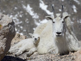 Mountain Goat Nanny and Kid, Mount Evans, Colorado, USA