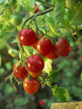 Buy Close-Up of a Truss of Red and Ripening Vine Tomatoes on a Tomato Plant at AllPosters.com