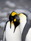 Buy King Penguin Pair Pre-Mating Behaviour, Salisbury Plain, South Georgia at AllPosters.com