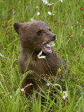Buy Grizzly Bear Cub in Captivity, Eating an Oxeye Daisy Flower, Sandstone, Minnesota, USA at AllPosters.com
