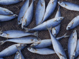 Buy Fish on Wire Mesh Awaiting Drying, in Goa, India at AllPosters.com