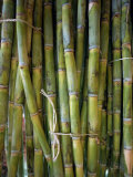 Buy Close-Up of Bundles of Sugar Cane in Mexico, North America at AllPosters.com
