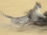 Cheetah Taking Down a Blue Wildebeest, Masai Mara National Reserve, Kenya, East Africa