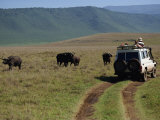 Buy Tourists Viewing Buffalo from Four Wheel Drive, Ngorongoro Crater, Tanzania, East Africa at AllPosters.com