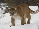 Mountain Lion or Cougar in Snow, Near Bozeman, Montana, USA
